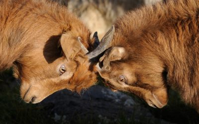 Se ei toimi – ja se maksaa miljardeja